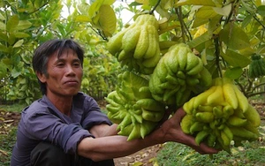 Ngắm vườn Phật thủ tiền tỉ